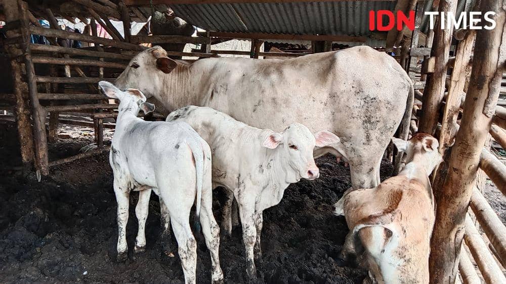 Kondisi kawanan sapi yang dipelihara warga Bambankerep di lingkungan TPA Jatibarang Semarang. (IDN Times/Fariz Fardianto)