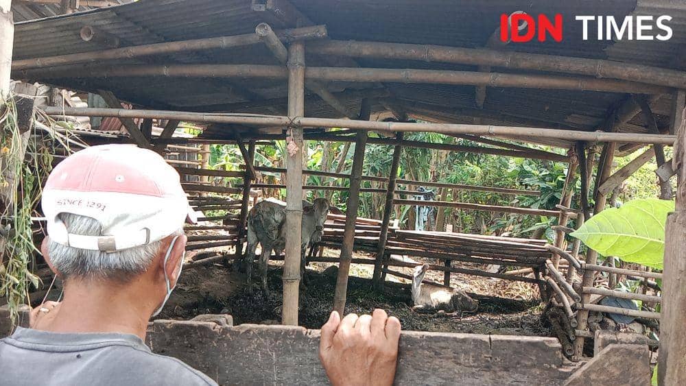 Penyakit Mulut dan Kuku Merebak, Petugas Sulit Awasi Sapi di TPA Jatibarang
