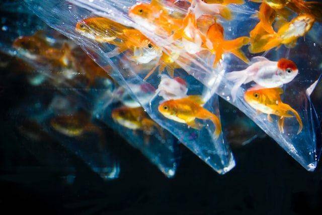 ilustrasi ikan emas (Unsplash.com/Maruo Suero)