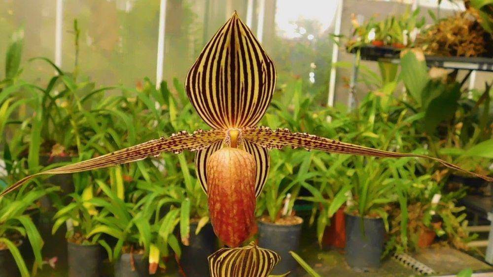 Gold of Kinabalu Orchid (whyfarmit.com)