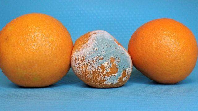 ilustrasi buah yang busuk dan berjamur (unsplash.com/mostlymarvelling)