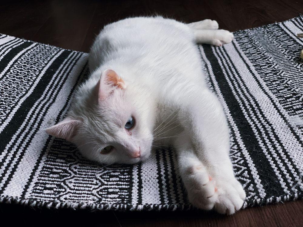 5 Tanda Kucing Sedang Stres dan Cara Mengatasinya