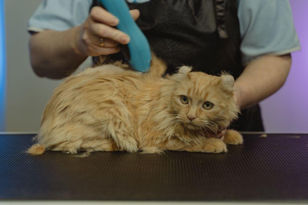 4 Cara Membersihkan Telinga Kucing Sendiri di Rumah