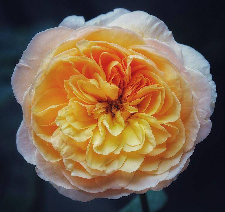 Juliet Rose (pixabay.com)