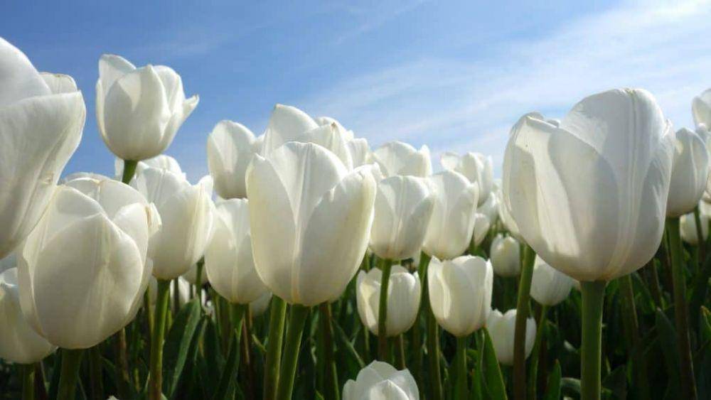 Tulip Bulb (odysseytraveller.com)