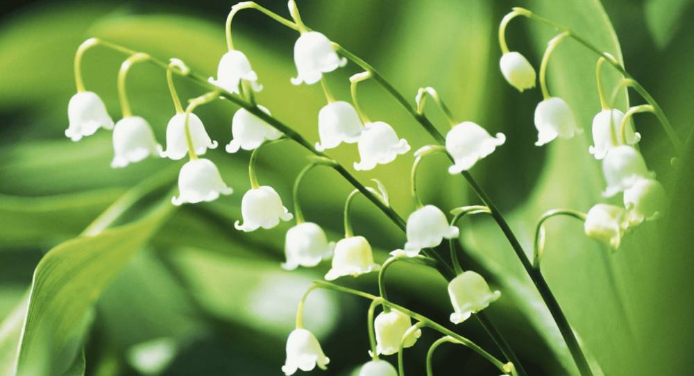 Lily of the Valley (townandcountrymag.com)