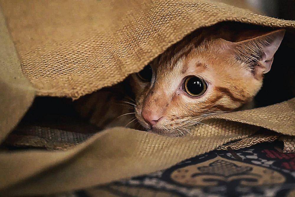 ilustrasi kucing bersembunyi (pixabay.com/Rethinktwice)