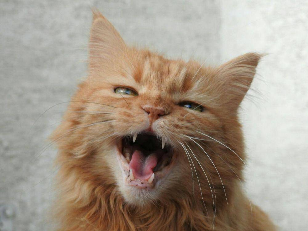 ilustrasi kucing mengeong (pixabay.com/fapro1)