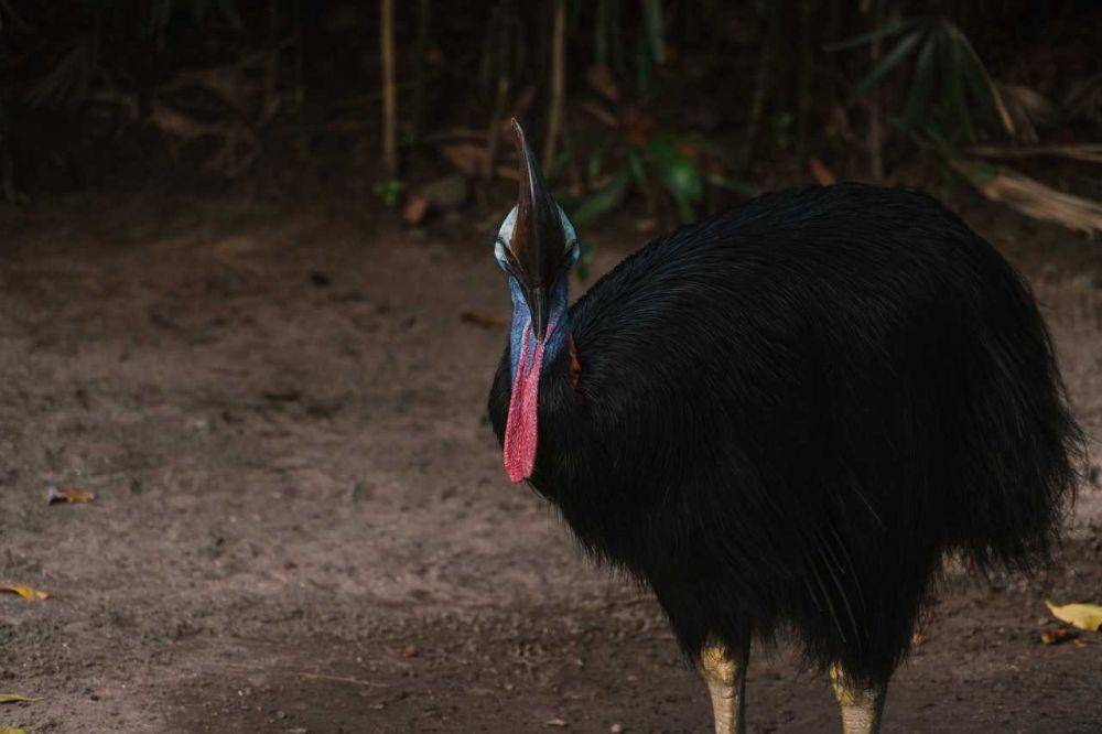 Kasuwari dilihat dari dekat (Pexels.com/Mikhail Nilov)