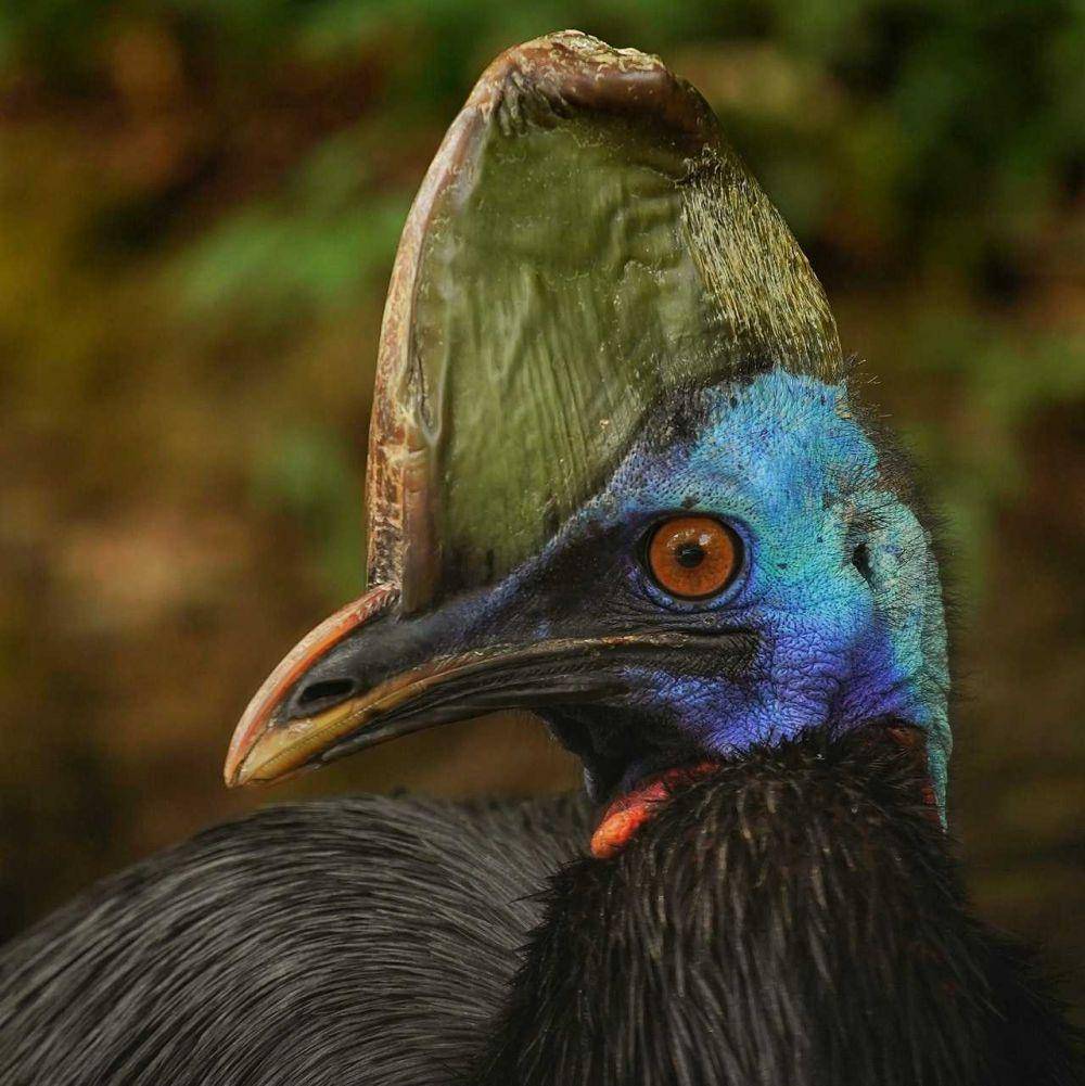 Jambul kasuwari dilihat dari dekat (Pexels.com/Taufan)