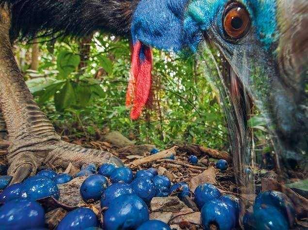 Kasuwari sedang memakan buah-buahan (nationalgeographic.com)