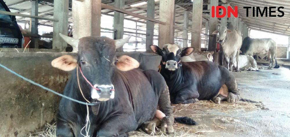 Cek Harga Sapi Kurban 2023, yuk Masih Ada Waktu buat Beli!