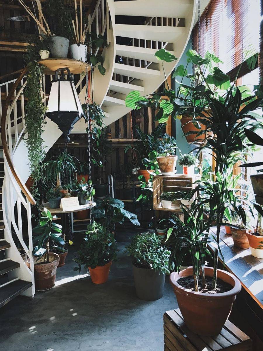 Taman indoor. (unsplash.com/Judah Guttmann)