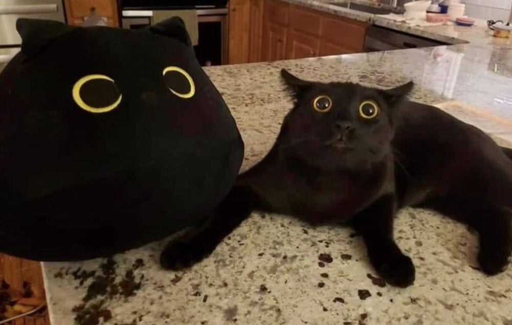 potret kocak kucing di rumah (twitter.com/memesiwish)