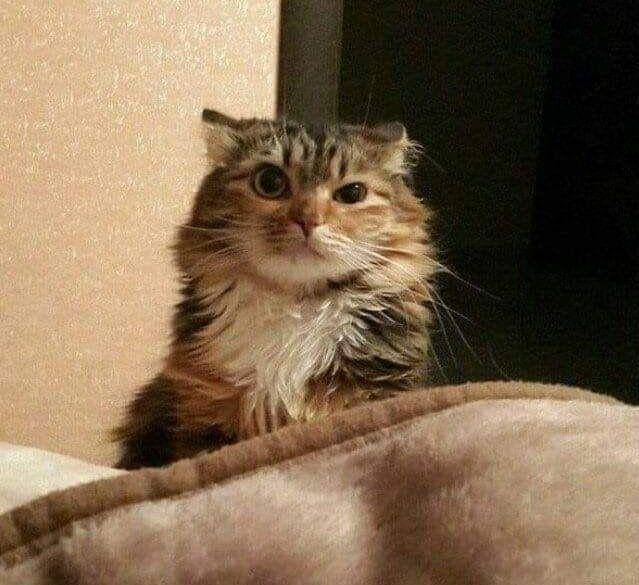 potret kocak kucing di rumah (twitter.com/eliterenno)