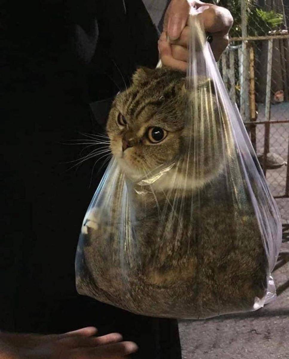 potret kocak kucing di rumah (twitter.com/imnotamna)