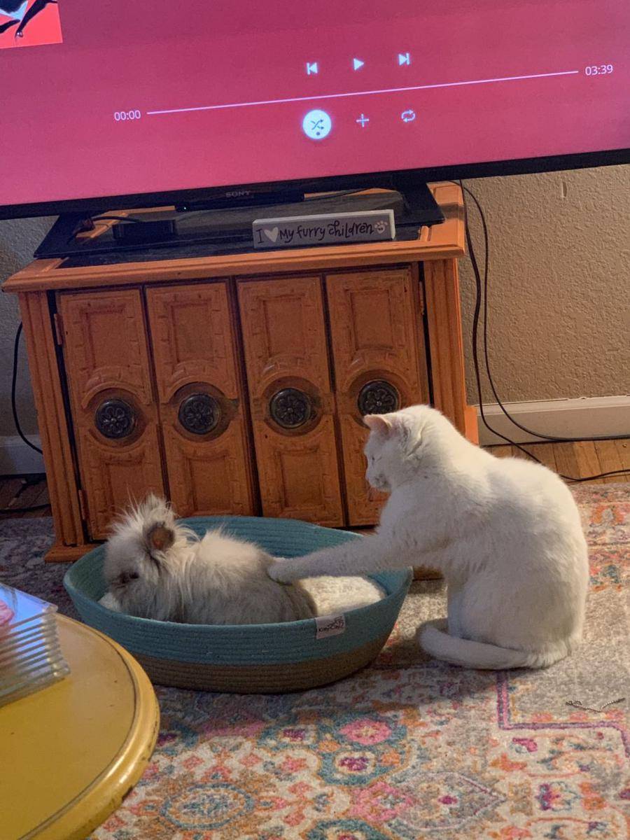 potret kocak kucing di rumah (twitter.com/BacklineNurse)