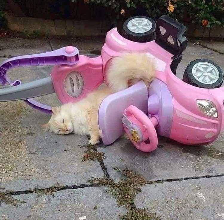 potret kocak kucing di rumah (twitter.com/summerstoli)
