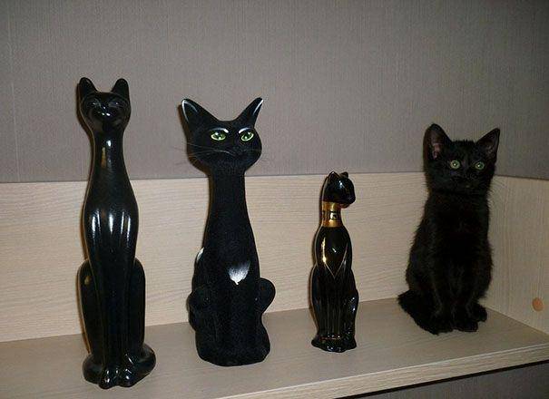 potret kocak kucing di rumah (twitter.com/Thereisnocat_)