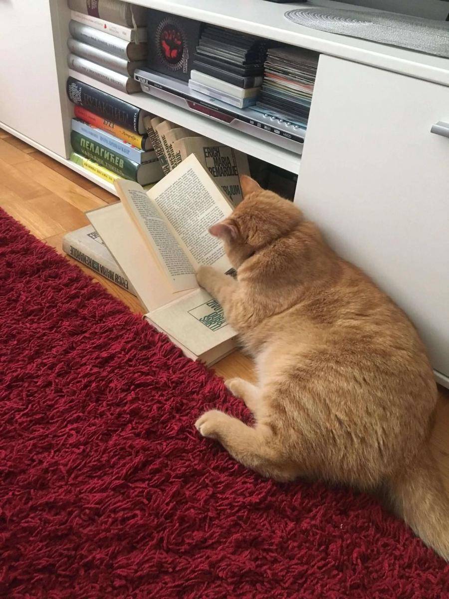 potret kocak kucing di rumah (twitter.com/smartlittleguys)