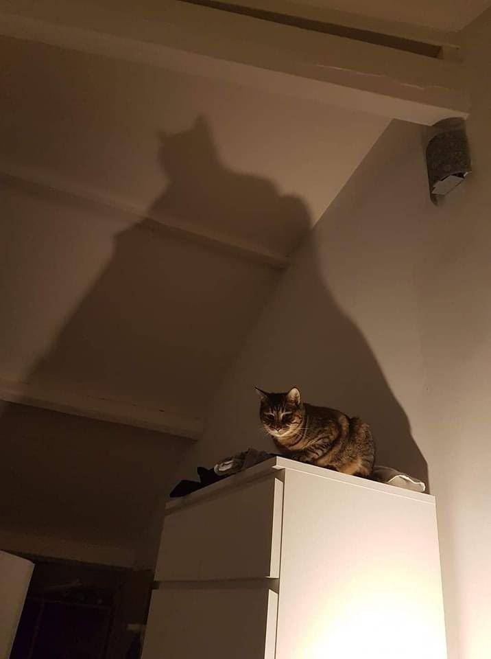 potret kocak kucing di rumah (twitter.com/AuthorTOBurnett)