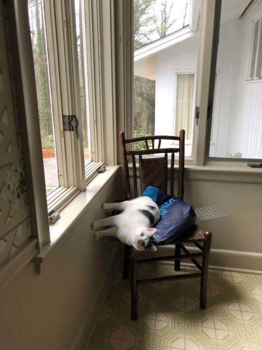 potret kocak kucing di rumah (twitter.com/wedoreally)