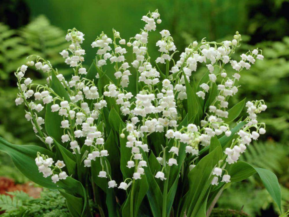 Lily of the valley (worldoffloweringplants.com)