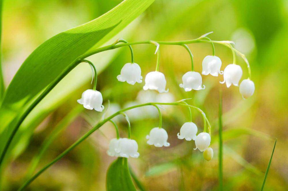 Lily of the valley (thunderscloud.com)
