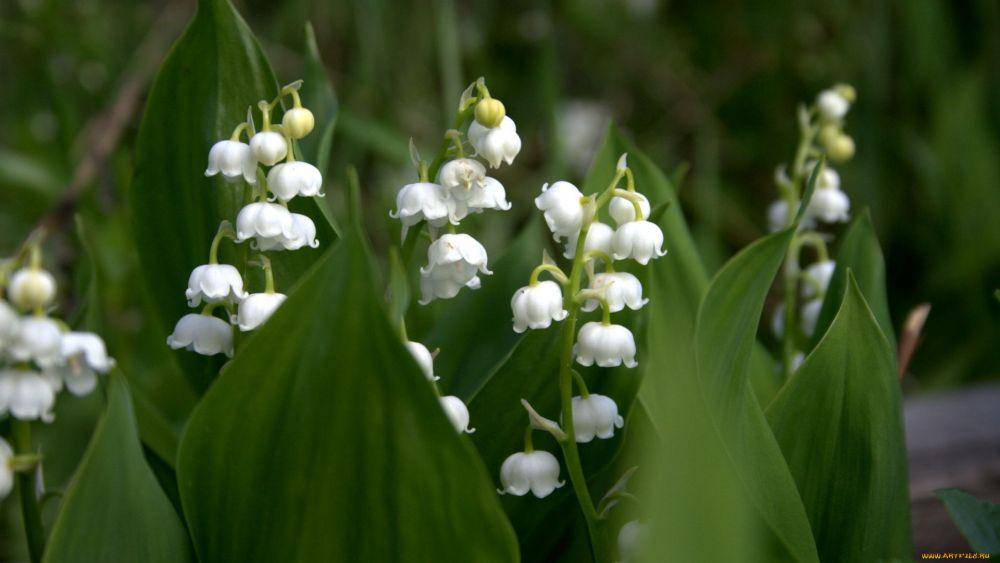 Lily of the valley (wallpaperboat.com)