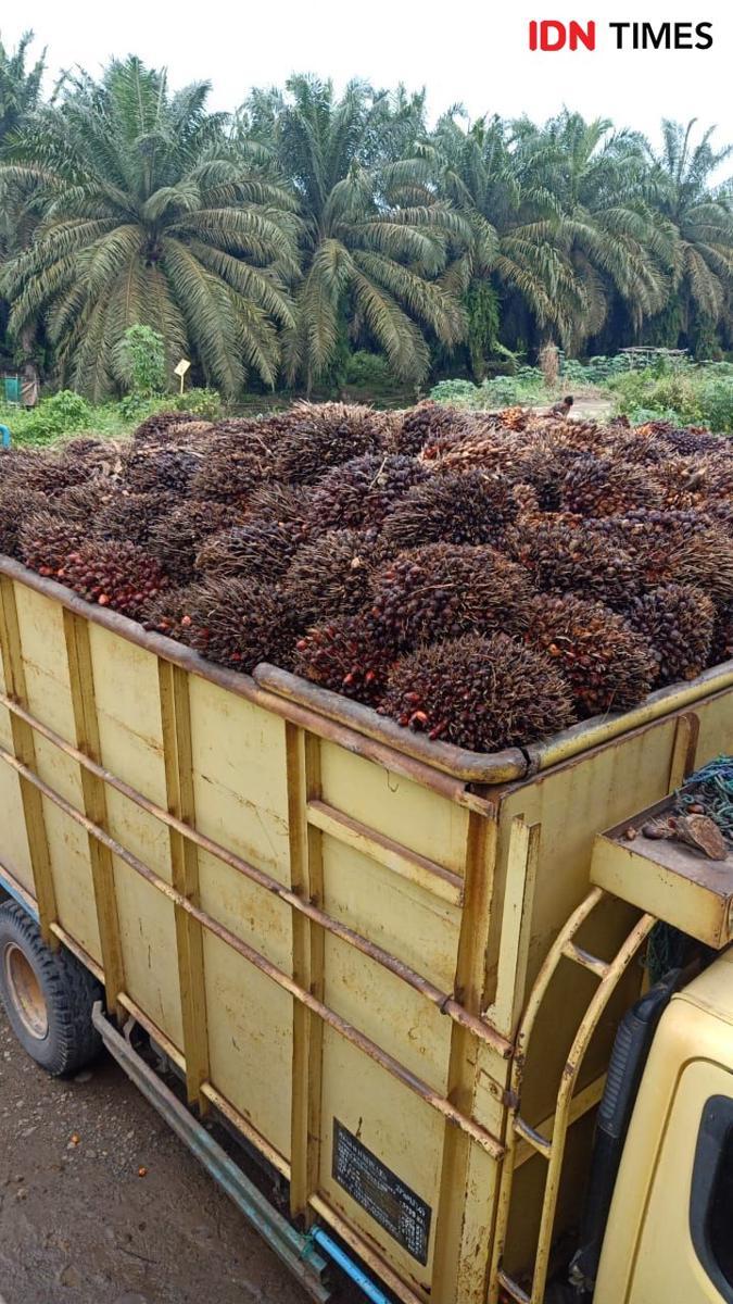 Sawit Menumpuk di PT WPG Muba, Sopir Keluhkan Buah Menyusut