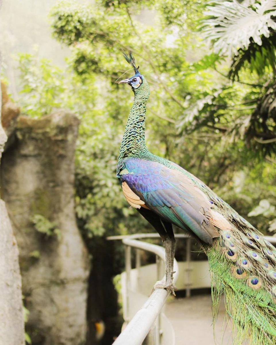 Taman Safari Bogor (instagram.com/mumuphotograph)