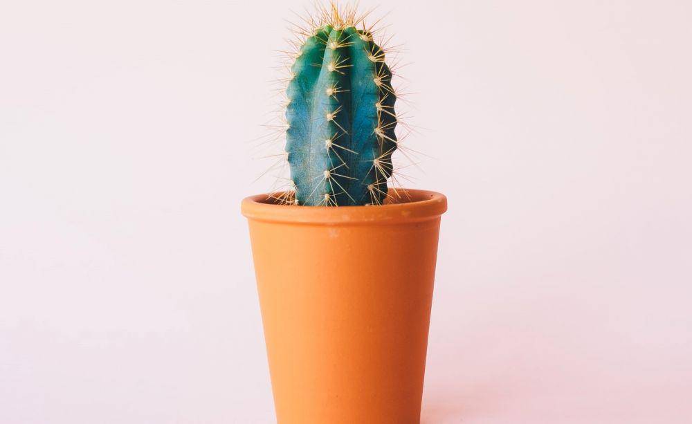 ilustrasi kaktus mini (unsplash.com/Annie Spratt)