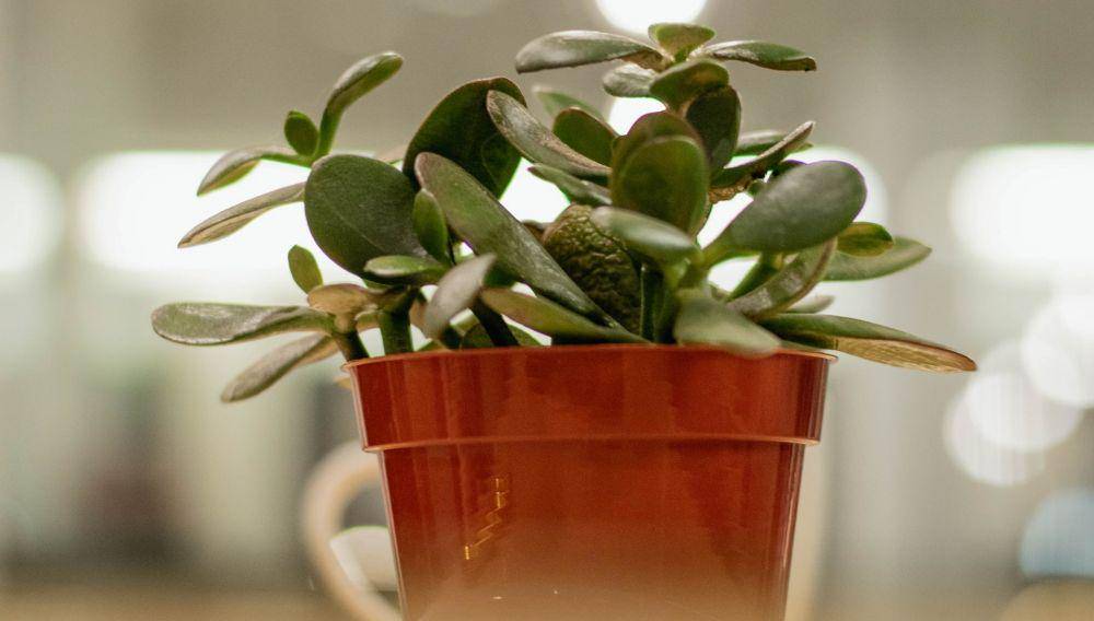 ilustrasi jade plant (unsplash.com/Kyla Henry)