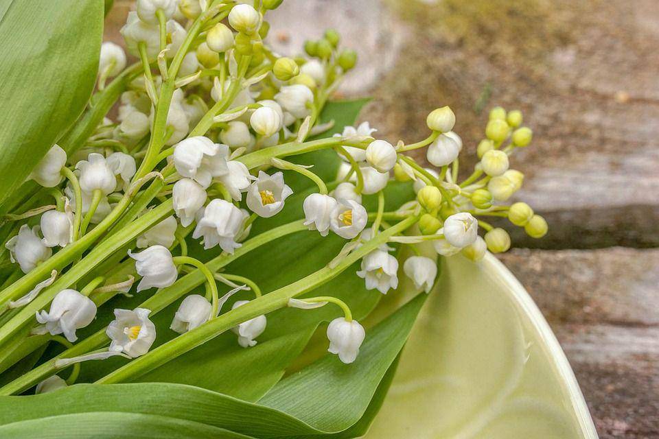 Lily of the valley (pixabay.com