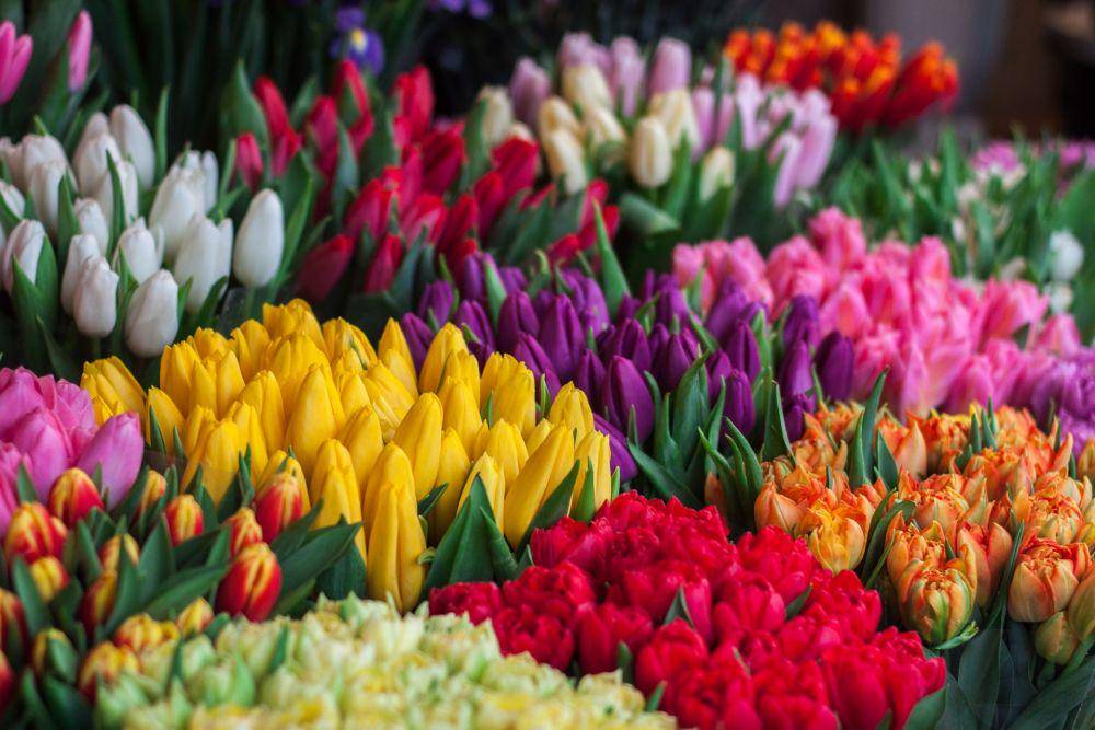 ilustrasi tulip (pexels.com/John-MarkSmith)