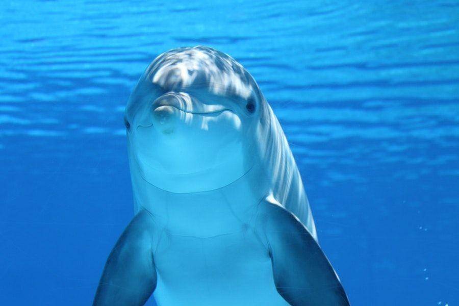 ilustrasi lumba-lumba di laut (Pexels.com/Pixabay)