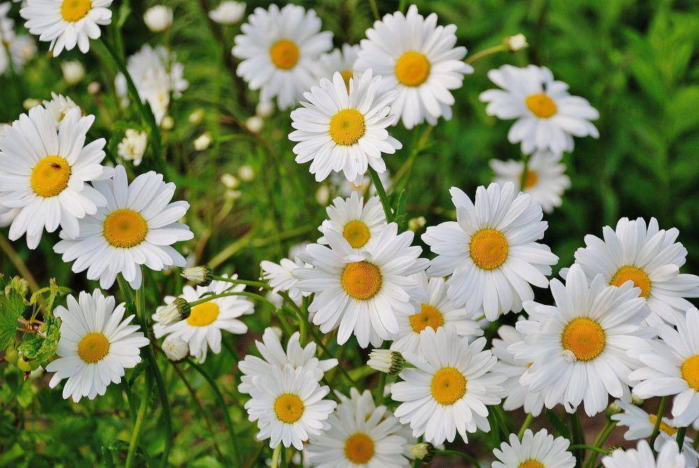 ilustrasi aster (pexels.com/Pixabay)