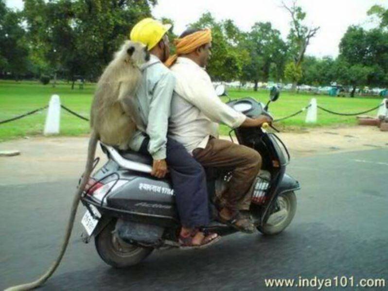 foto kocak monyet dibonceng (1cak.com)