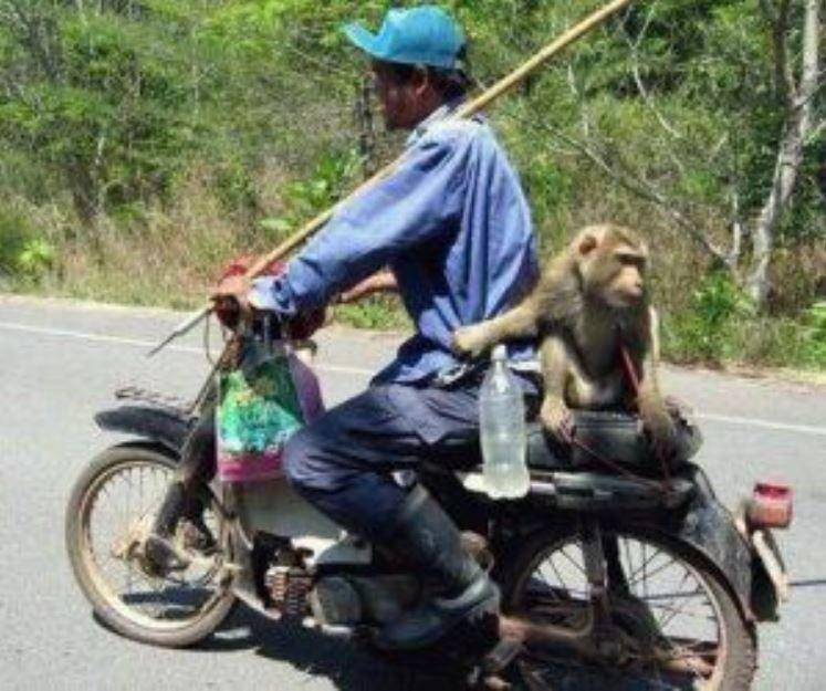 foto kocak monyet dibonceng (facebook.com/emuahahahaha)