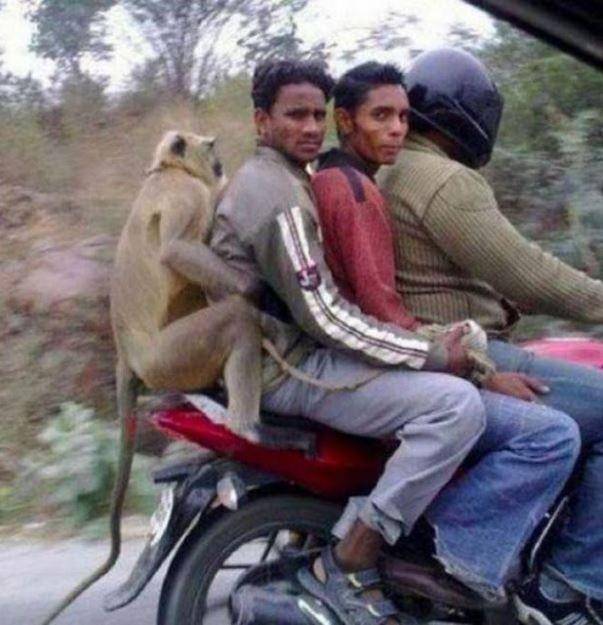 foto kocak monyet dibonceng (1cak.com)