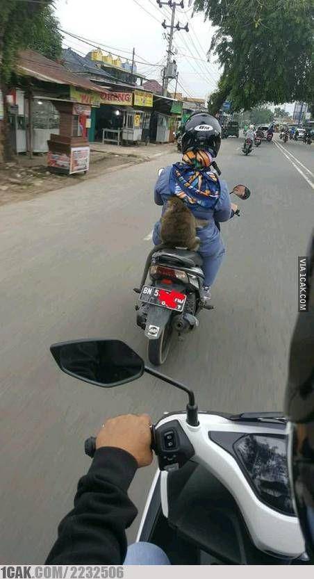 foto kocak monyet dibonceng (1cak.com)