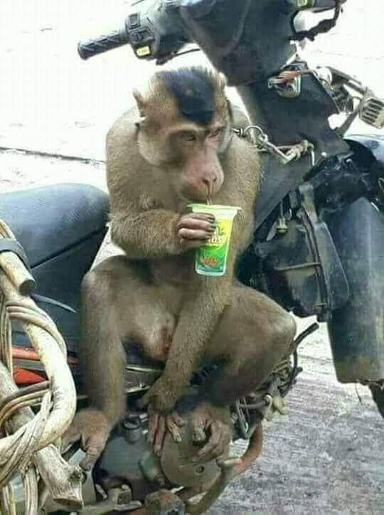 foto kocak monyet dibonceng (facebook.com/Gambar-Lucu-843247145727390)