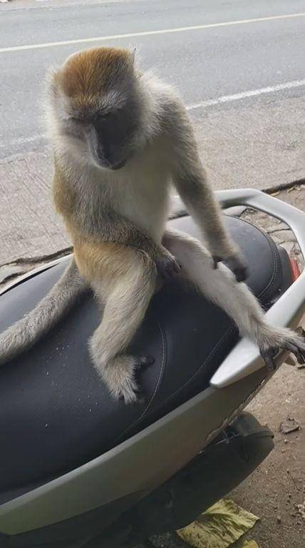 foto kocak monyet dibonceng (facebook.com/kementrianhumorindonesia)