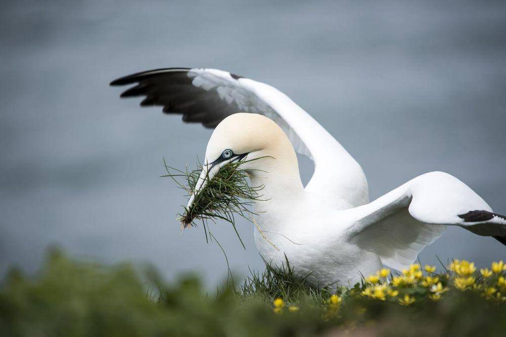ilustrasi gannet (pixabay.com/bodsaI)