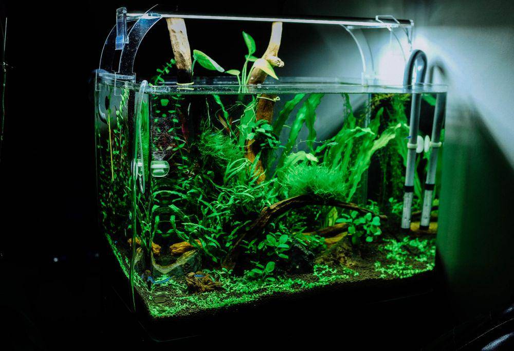 ilustrasi aquascape (unsplash.com/Huy Phan)