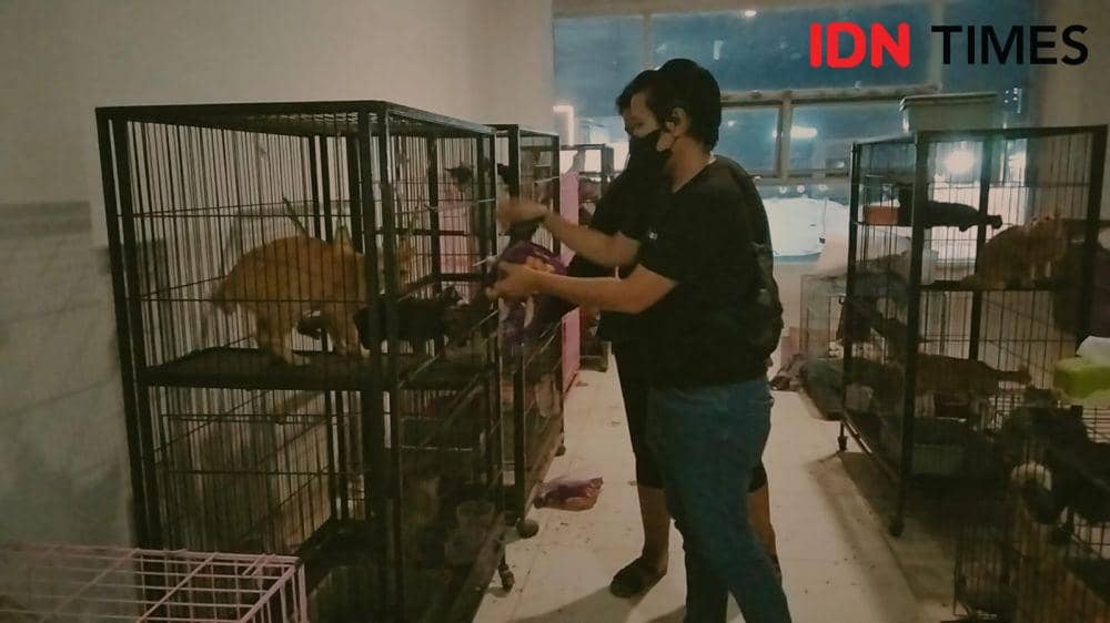 135 Kucing Ditelantarkan Pemilik, Silakan yang Mau Adopsi