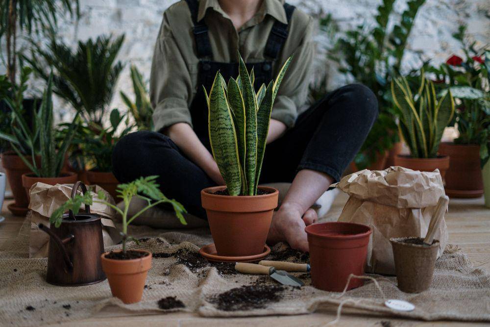 ilustrasi berkebun (Pexels.com/ Cottonbro)