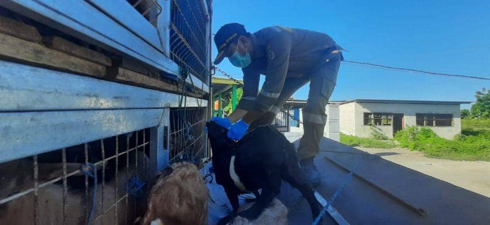 Ratusan Kambing asal NTT Masuk Sulsel Jelang Idul Adha