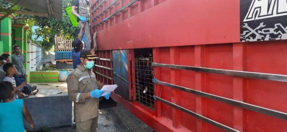 Petugas karantina memeriksa fisik kambing yang masuk ke wilayah Sulawesi Selatan dari Nusa Tenggara Timur (NTT). Dok. IDN Times/Istimewa)