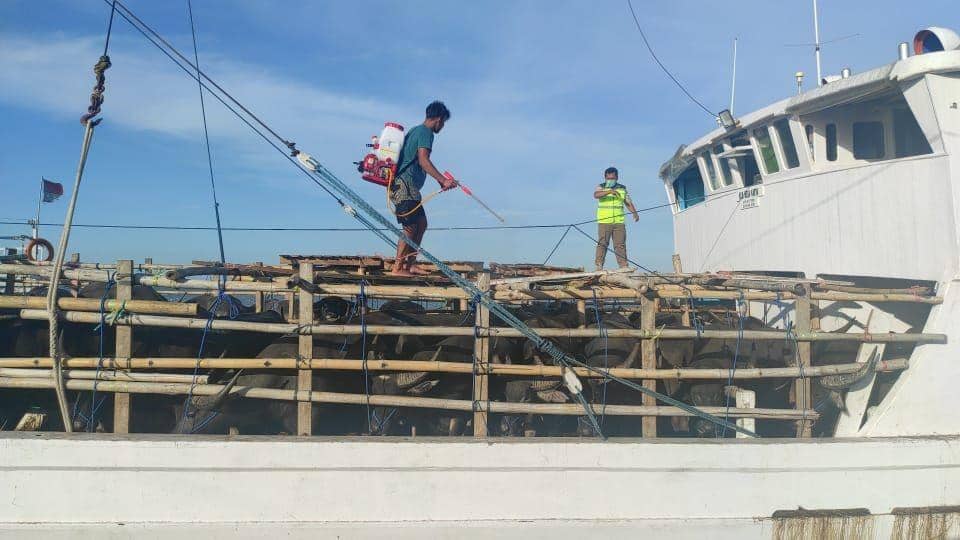 Petugas karantina memeriksa fisik hewan ternak yang masuk ke wilayah Sulawesi Selatan dari Nusa Tenggara Timur (NTT). Dok. IDN Times/Istimewa)